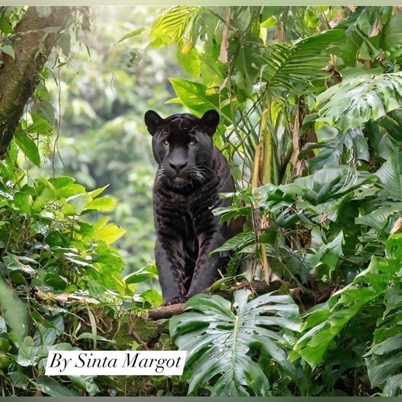 Digital Ai art by me of a jaguar in the forest super realistic NWT as a print - Picture 1 of 2